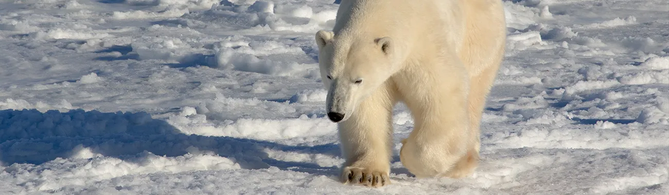Polar Bear