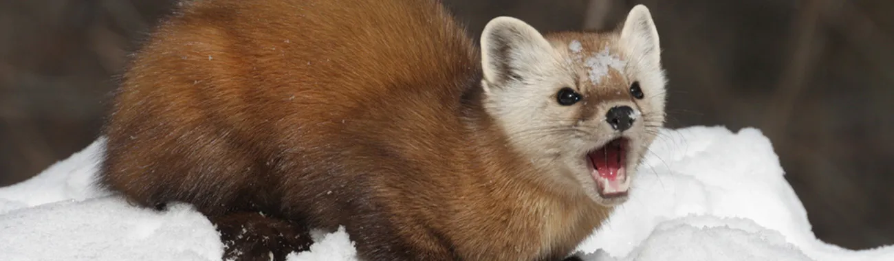 Pine Marten