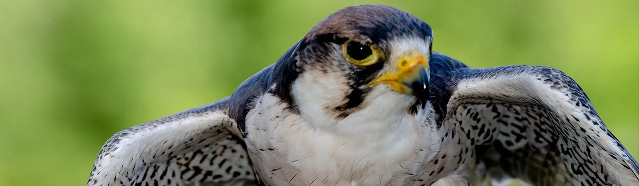 Peregrine Falcon