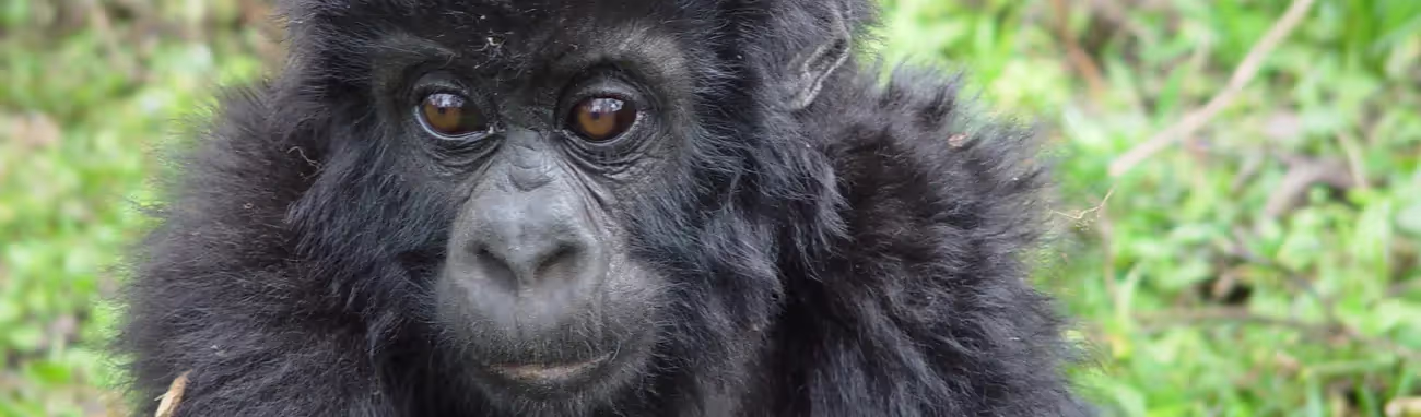 Living things and their habitats: Year 5  (Animal life cycles & reproduction)