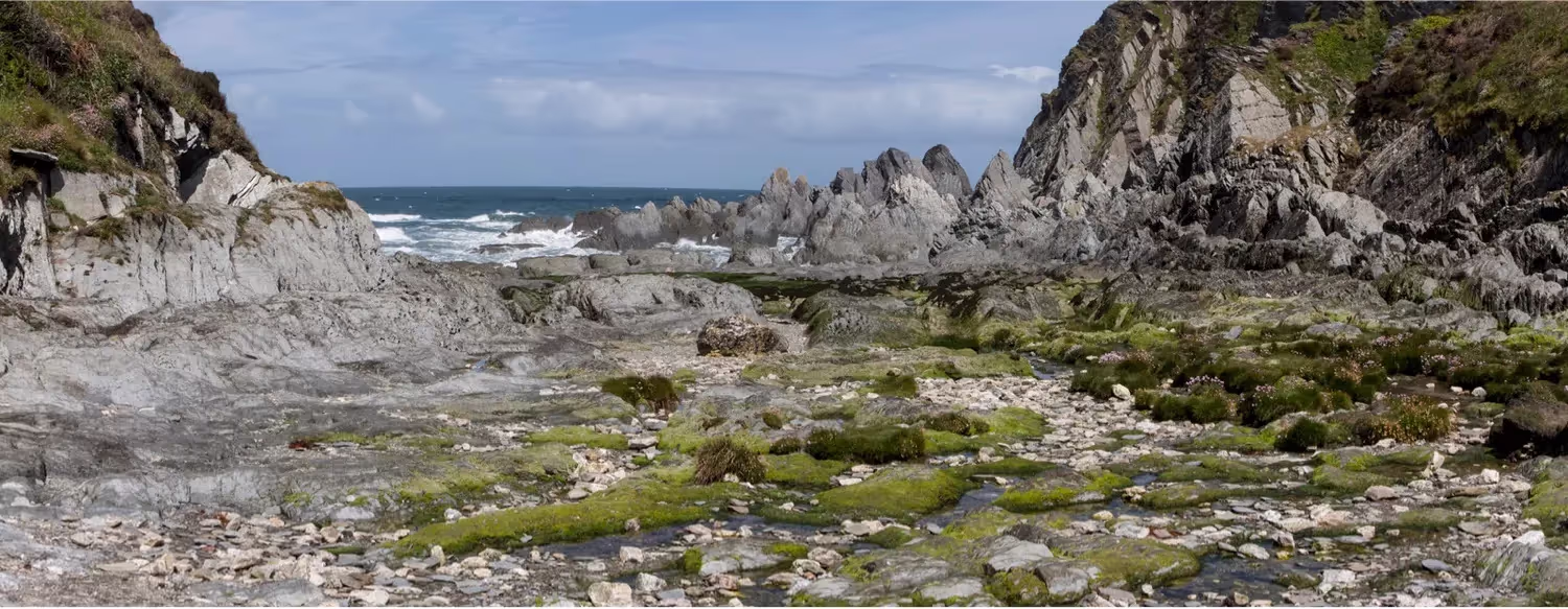 Seashore: Plants and animals of the rocky shore