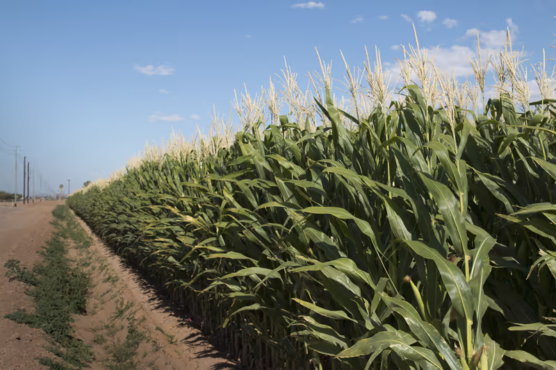 Genetically Modified Foods