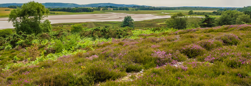 Heathland